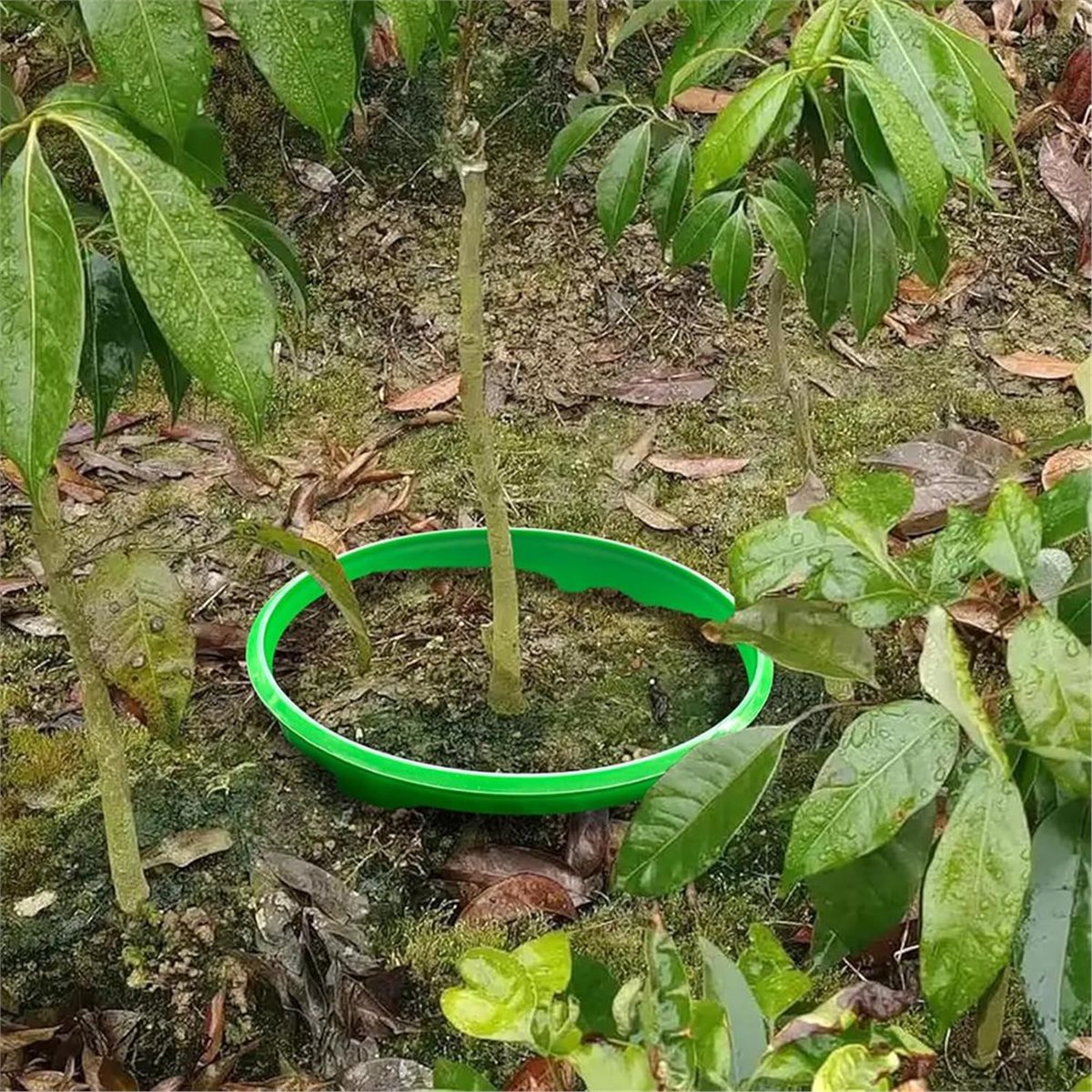 Gardening Tools Deals - 【OFFERTA COUNTDOWN】 4 Anelli Protettivi per