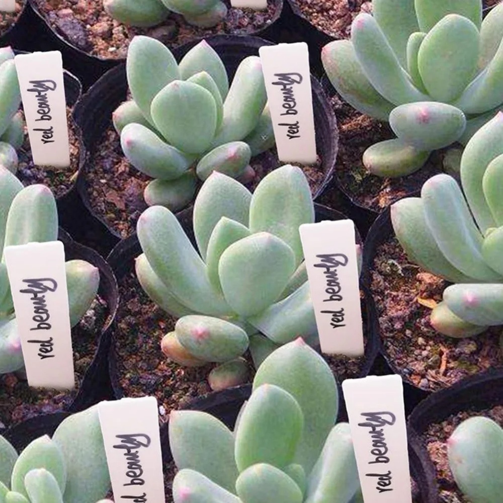 100 Etichette per Piante da Gi - Gardening Tools Labeled recensione e prezzo